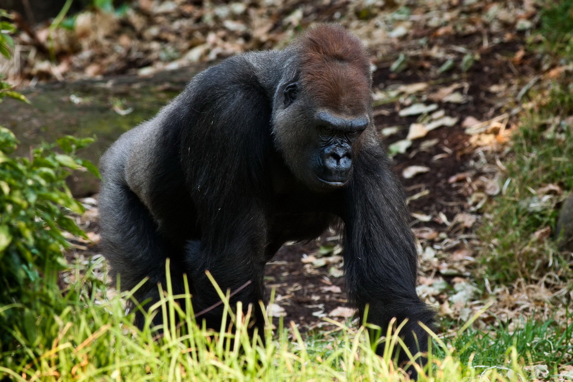 Представитель Семейства Hominidae
